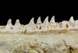 Mosasaur (Halisaurus) Jaw Sections With Teeth #50958-2
